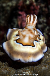 Goniobranchus coi nudibranch by Jose Maria Abad Ortega 
